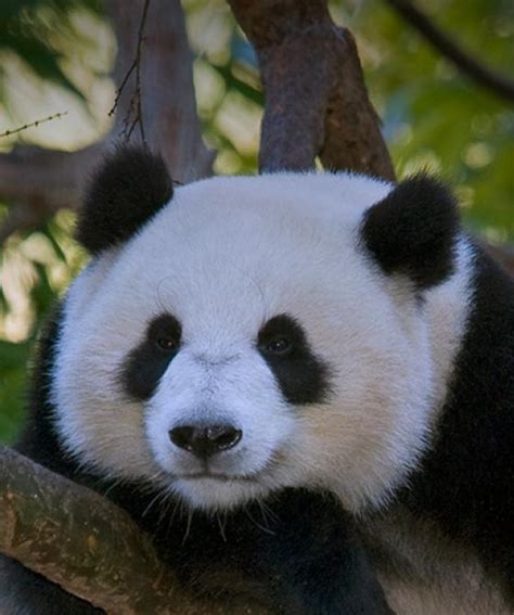 Panda Cam | San Diego Zoo