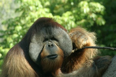 Panoramio   Photo of Orangutan at San Diego Zoo