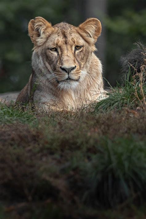 Panthera leo melanochaita by Josef Svoboda / 500px in 2020