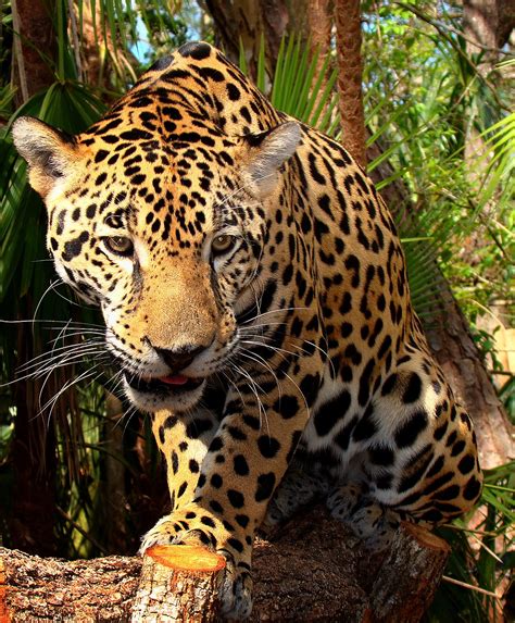 Panthera onca   Wikipedia, la enciclopedia libre