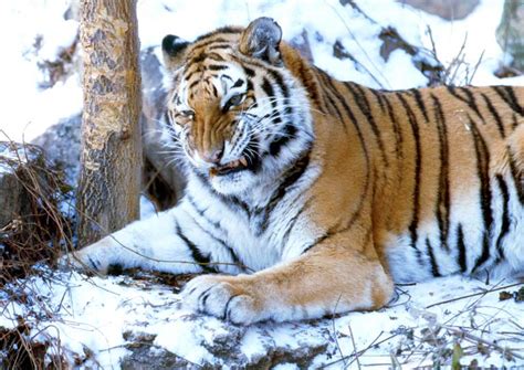 Panthera tigris altaica  Siberian tiger