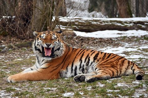 panthera tigris altaica | Sibirischer Tiger in Hellabrunn ...