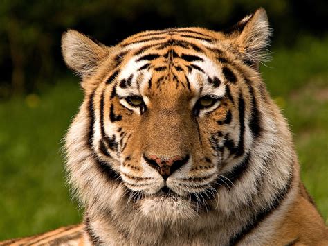 Panthera tigris altaica   Wikipedia, la enciclopedia libre