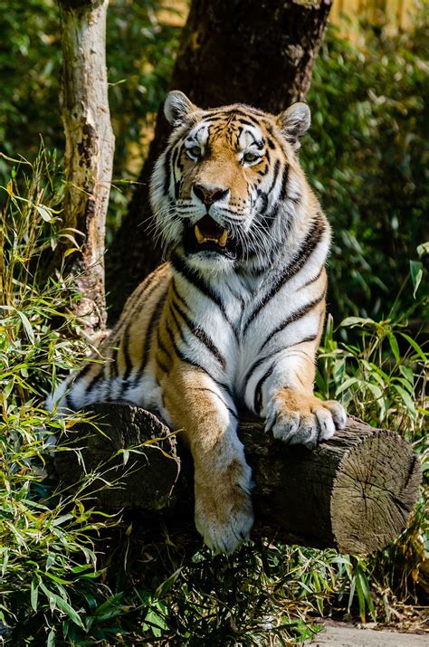 Panthera tigris altaica   Wiktionary