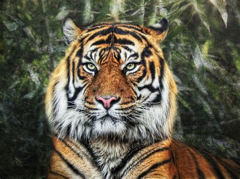 Panthera Tigris II Photograph by Joachim G Pinkawa