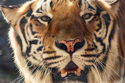 Panthera tigris [OC][5472x3648] : AnimalPorn