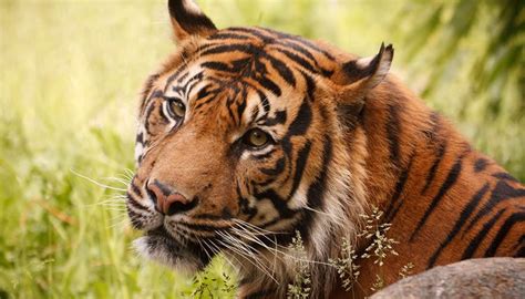 Panthera tigris sumatrae :: Imágenes y fotos