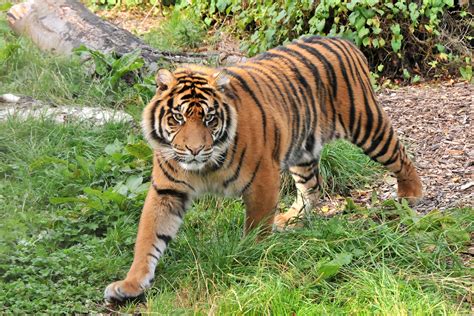 panthera tigris sumatrae | Sumatra Tiger im Zoo Dublin ...