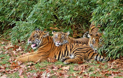 Panthera tigris sumatrae  Sumatran tiger   Panthera sumatrae