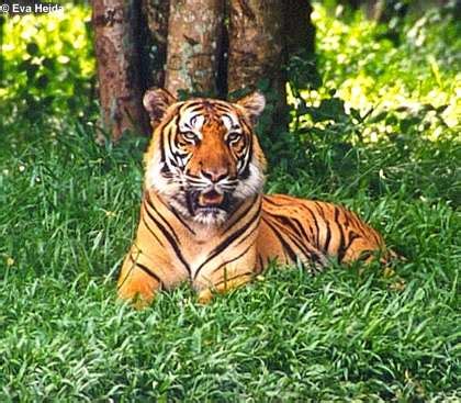 Panthera tigris tigris   Wikipedia, la enciclopedia libre