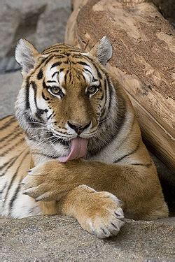 Panthera tigris tigris   Wikipedia