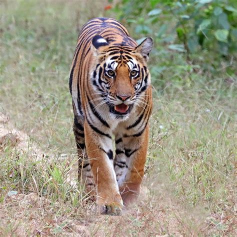 Panthera tigris   Wikimedia Commons