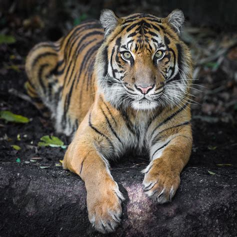 Panthera tigris   Wikipedia