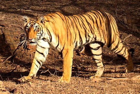 Panthera tigris   Wikispecies