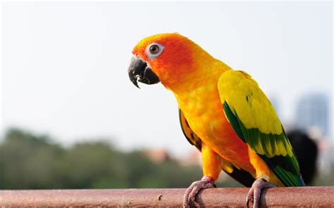 Papagaio Campeiro Psittaciformes | Mundo Ecologia