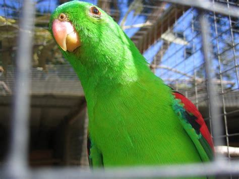 Papagayo alirrojo | Aves Exóticas