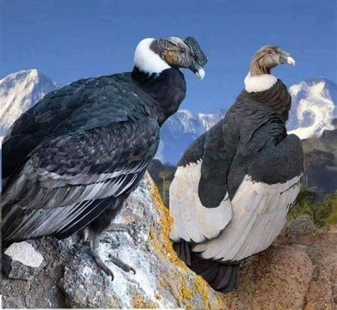 PAPELDEARBOL: Cómo recuperar el Condor de los Andes, en peligro de ...