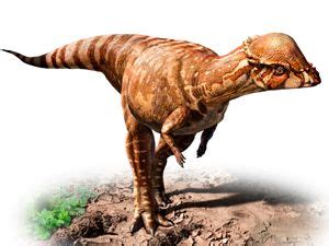 paquicefalosaurio   Buscar con Google | Dinosaurios ...