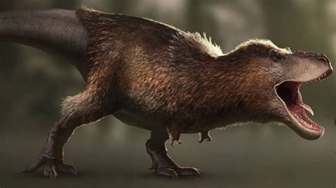 Para los científicos, los Tiranosaurios eran gallinas gigantes