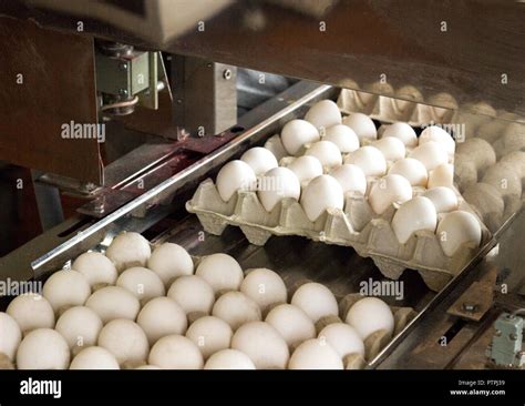 Para ordenar la producción de huevos de gallina, el ...