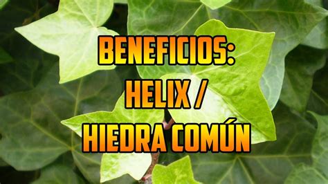 PARA QUE SIRVE HELIX / HIEDRA COMUN Plantas Medicinales ...