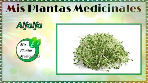 Para que sirve la alfalfa como planta medicinal   Beneficios de la ...