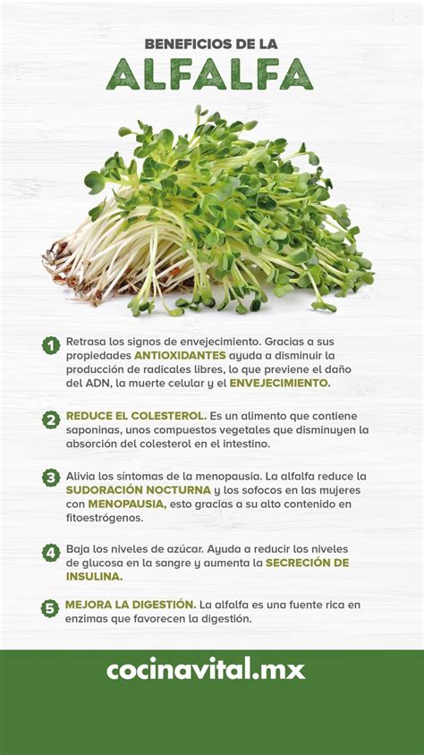¿Para qué sirve la alfalfa? Beneficios y propiedades | Cocina Vital ...