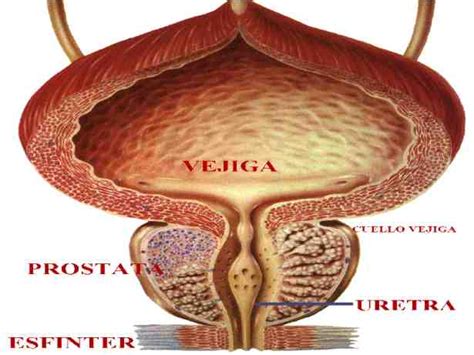 Para que sirve la prostata   Buena Salud