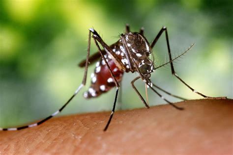 Para qué sirven los mosquitos   Conoce sus funciones