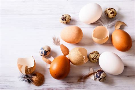 Para variar: huevos comestibles que no son de gallina   Cocina y Vino