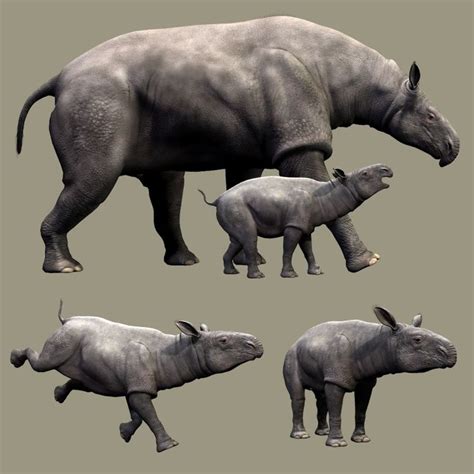 ParaceratheriumDR | Prehistoric animals, Extinct animals, Ancient animals