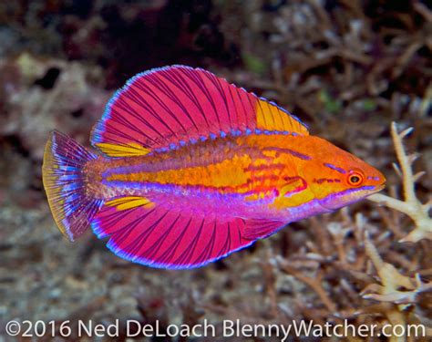 Paracheilinus alfiani video shows this new species in the ...