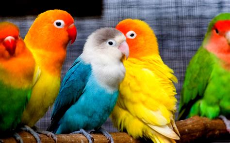 parakeet, Budgie, Parrot, Bird, Tropical, 27 Wallpapers HD ...