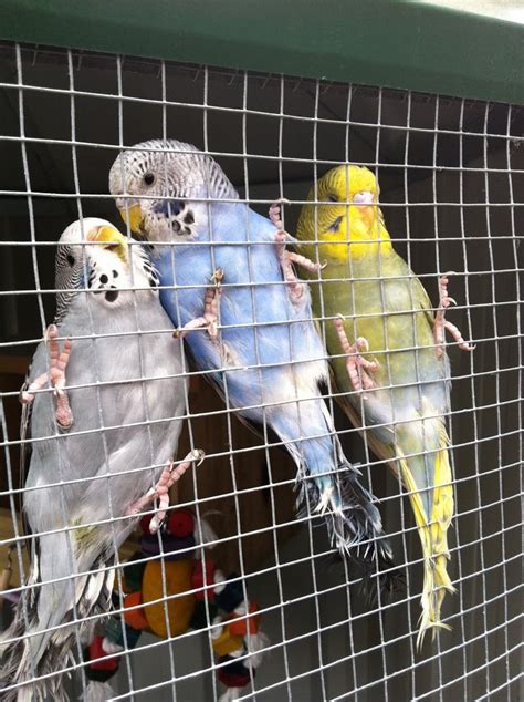 Parakeet feet | Parakeet, Budgies, Animals