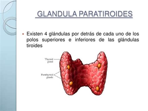 Paratiroides: ¿Qué es? Anatomía, función, fisiología ...