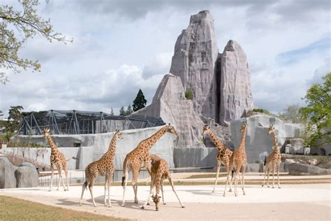 Parc zoologique de Paris  zoo de Vincennes  – 08/04/2014 ...