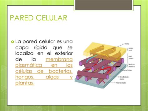 Pared celular, membrana y citoplasma