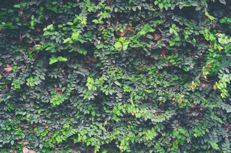 Pared de la planta de la naturaleza, concepto de construcción de la ...