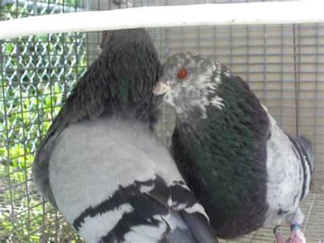 PAREJA D PALOMAS JIENENSES   YouTube