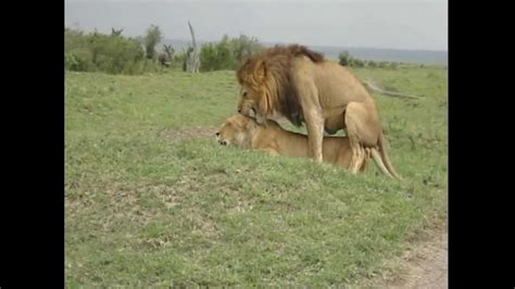 Pareja de leones apareandose   Masai Mara   YouTube