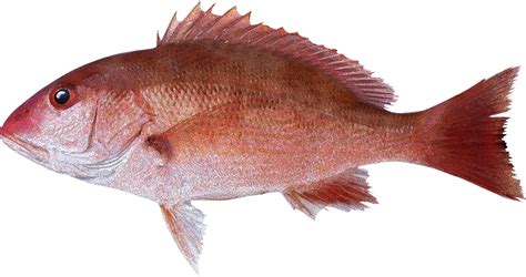 Pargo Rojo  Lutjanus Colorado    Pescasub Panama
