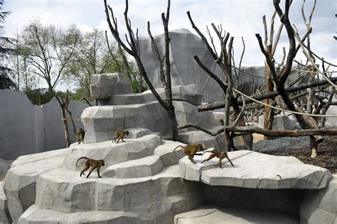 Paris zoo baboons escape enclosure prompting evacuation of ...