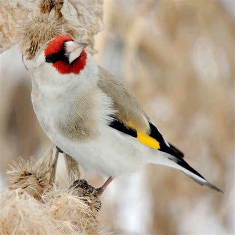 Parisian and Himalaya Goldfinch | Jilguero, Pajareo, Fauna ...