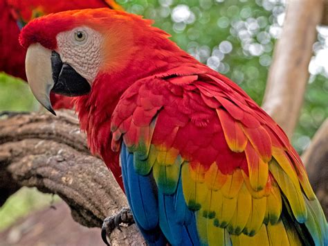 Parque das Aves | Bird Paradise   Bunnik Tours