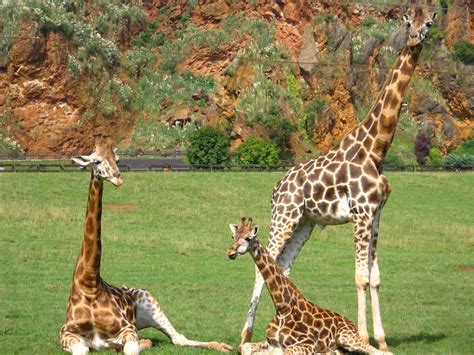 Parque de Cabárceno, un zoo de animales libres | Donde Viajar