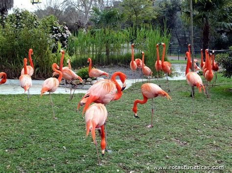 Parque dos flamingos, Jardim zoológico de Lisboa, Lisboa ...