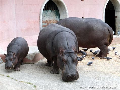 Parque dos hipopotamos, Jardim zoológico de Lisboa, Lisboa ...