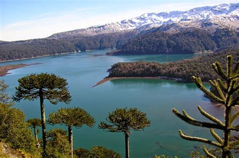 Parque Nacional Conguillío: Tierra de Dinosaurios en Chile ...