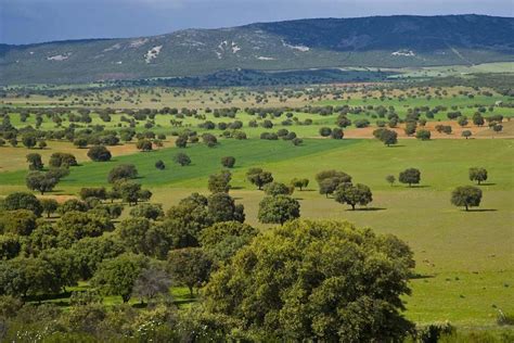 Parque Nacional de Cabañeros   Castilla la Mancha   España