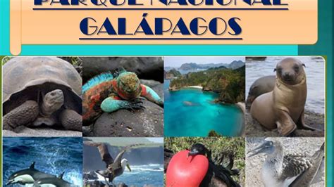 Parque Nacional Galápagos   YouTube